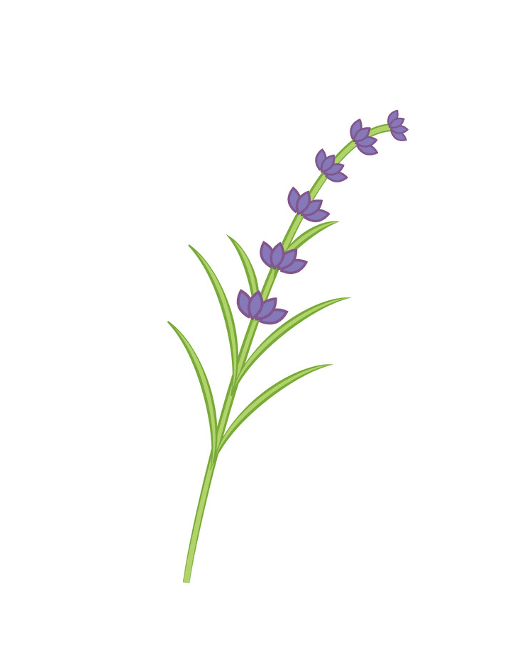 Branch Lavender clipart