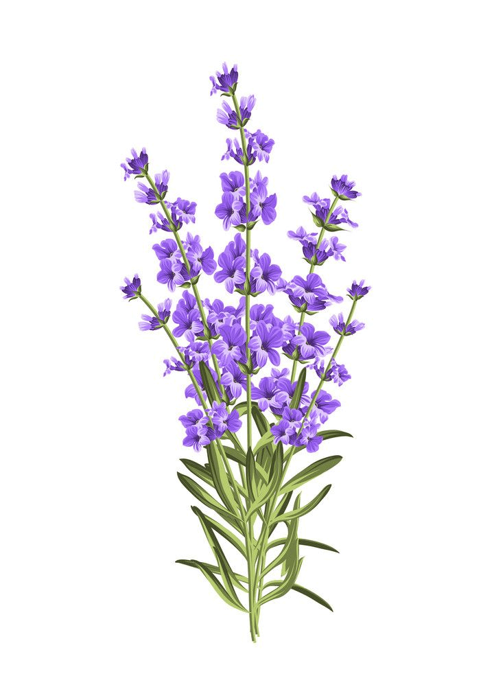 Bunch of Lavender clipart