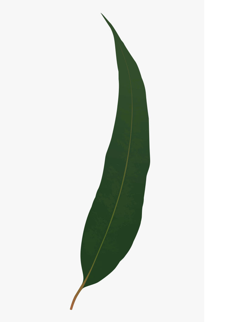 Eucalyptus Leaf clipart