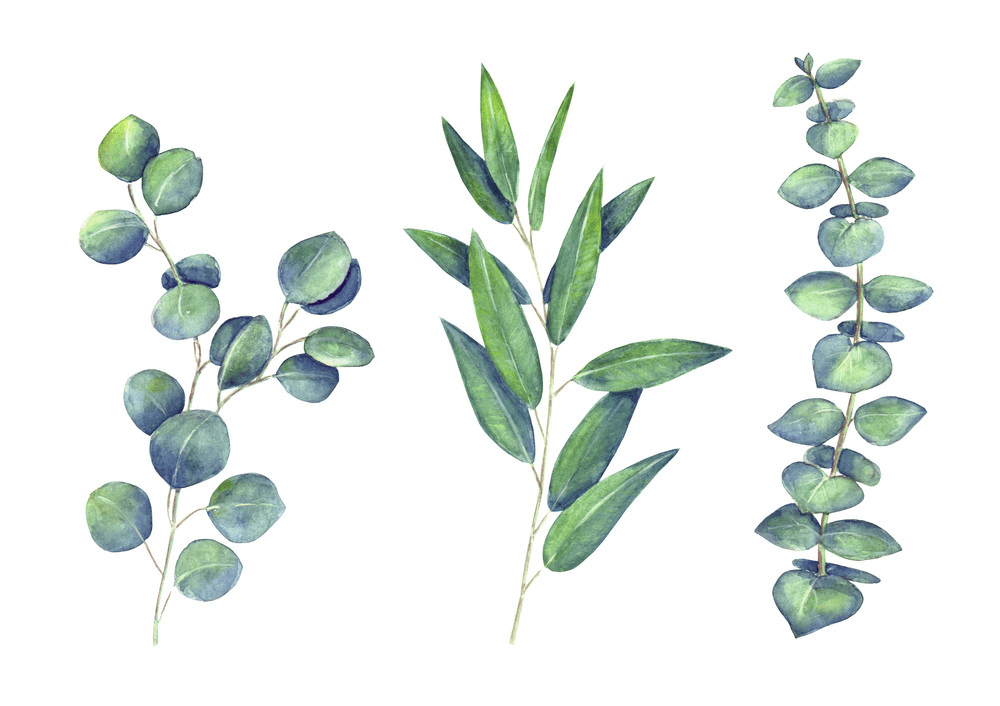 Eucalyptus Leaves clipart png