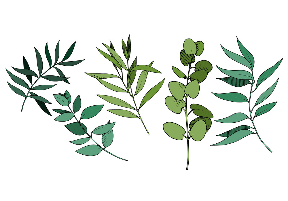 Eucalyptus Leaves clipart