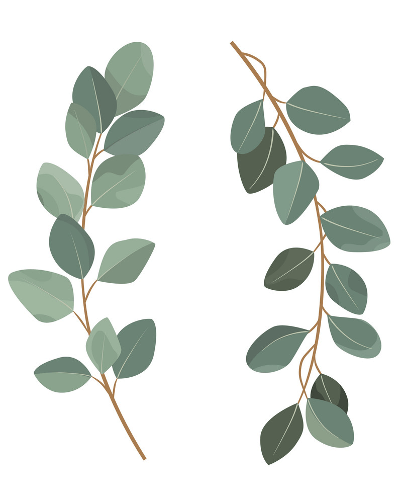 Eucalyptus clipart 1