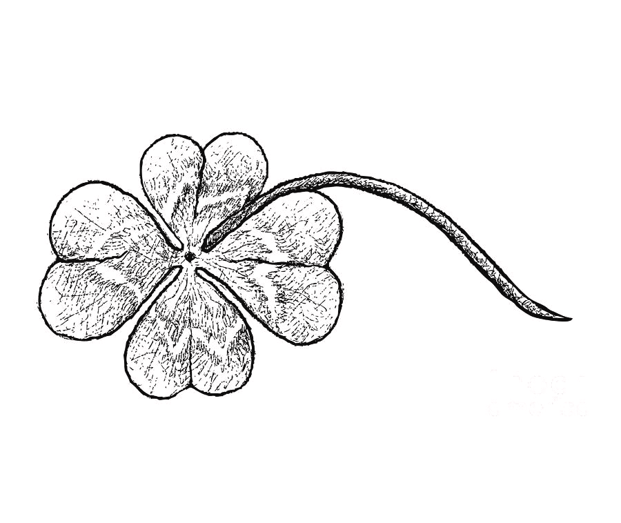 Four Leaf Clover Clipart Black and White 2