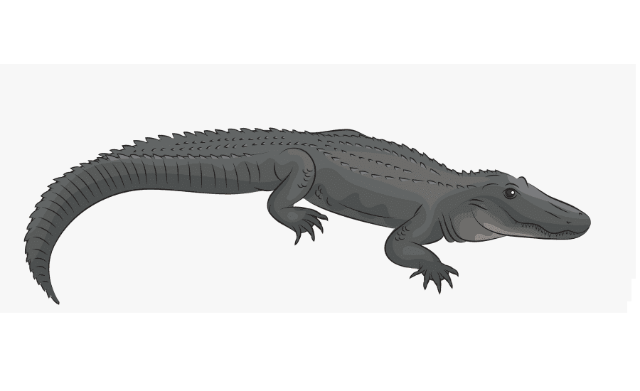 Free Alligator clipart png