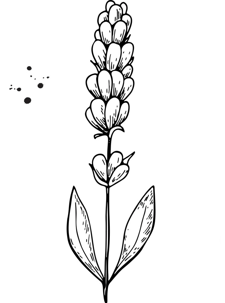 Free Lavender Clipart Black and White