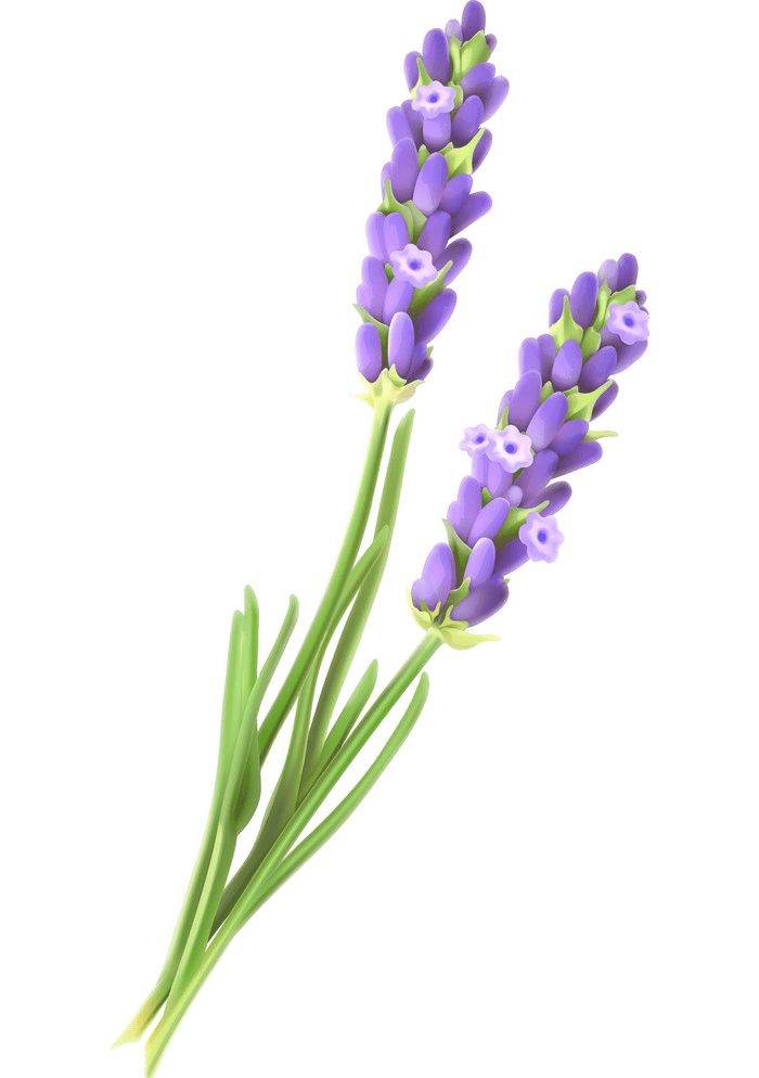 Free Lavender clipart
