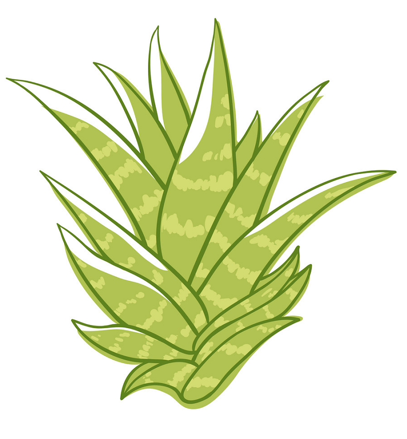 Green Succulent clipart free