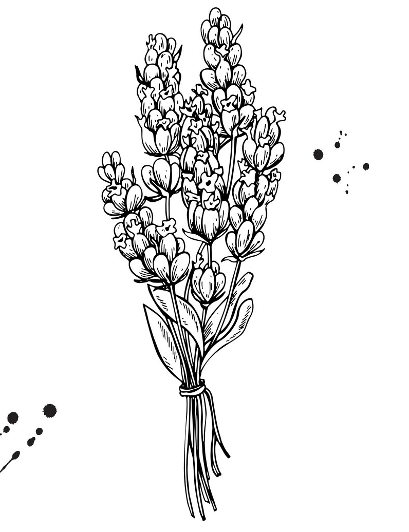 Lavender Clipart Black and White 2