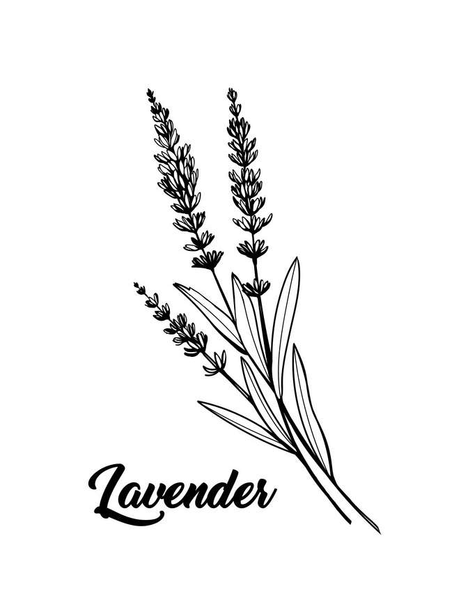 Lavender Clipart Black and White 4