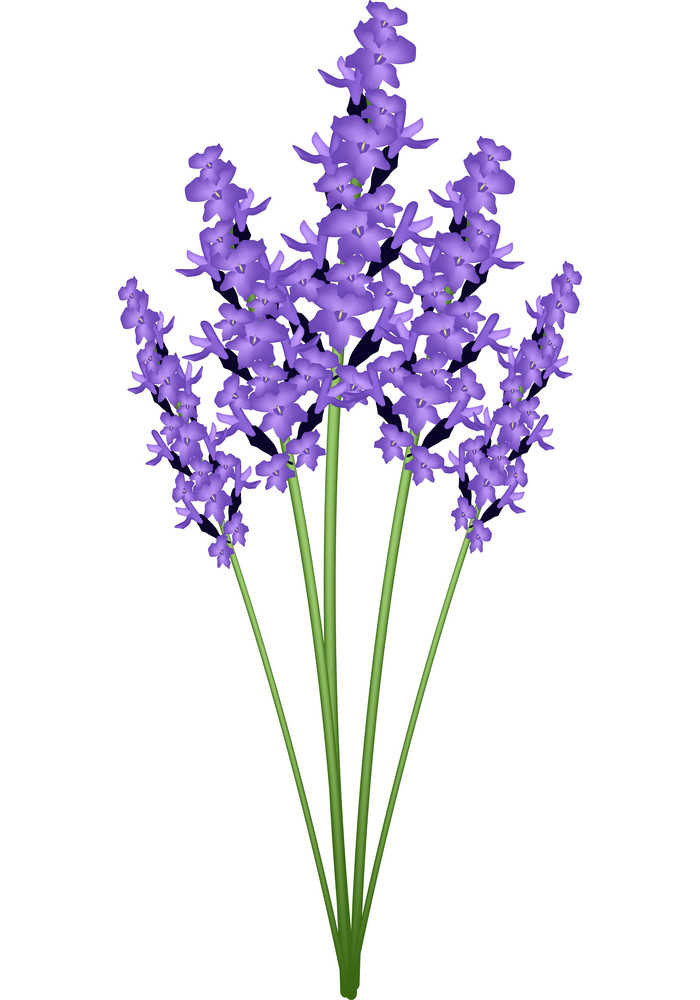 Lavender Flower clipart free