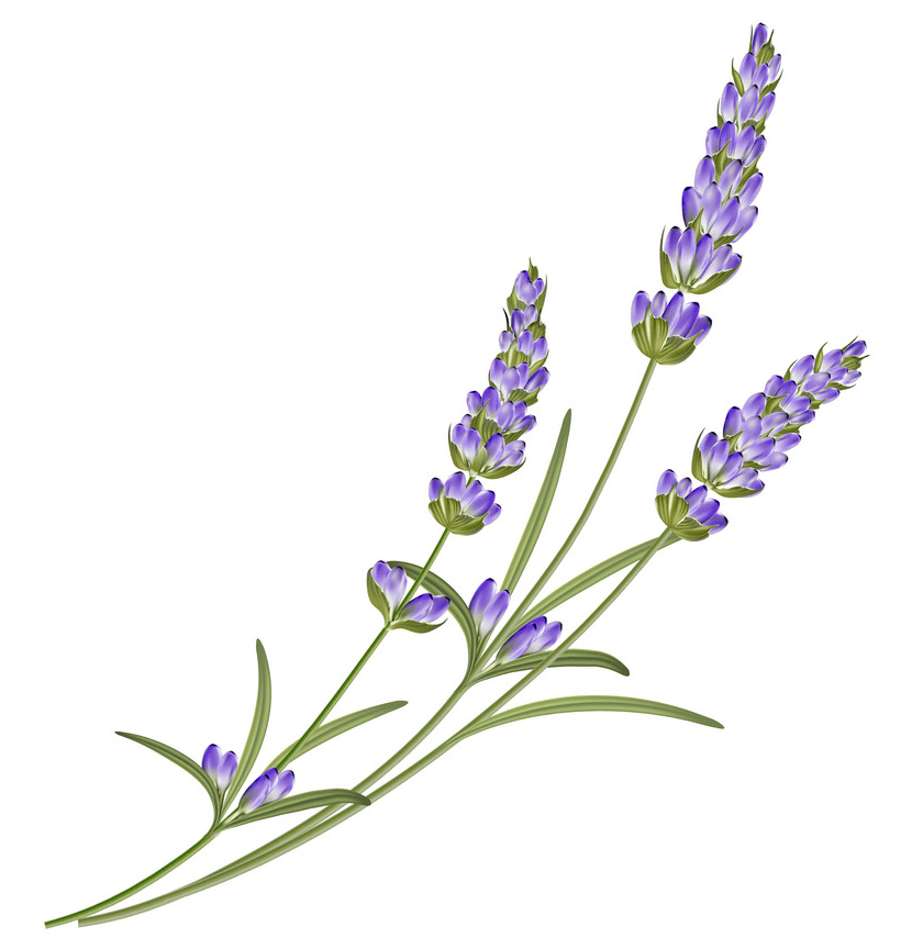 Lavender Flower clipart