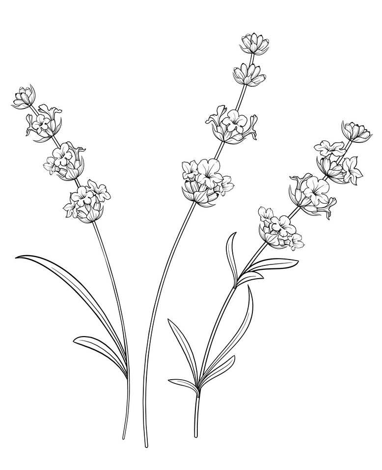 Lavender Flowers Clipart Black and White