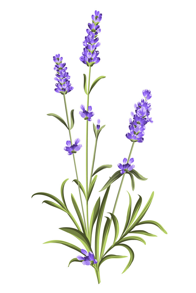 Lavender Flowers clipart free