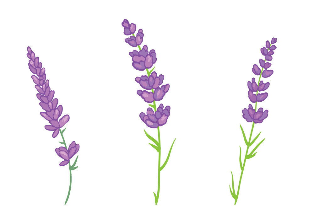 Lavender clipart 3