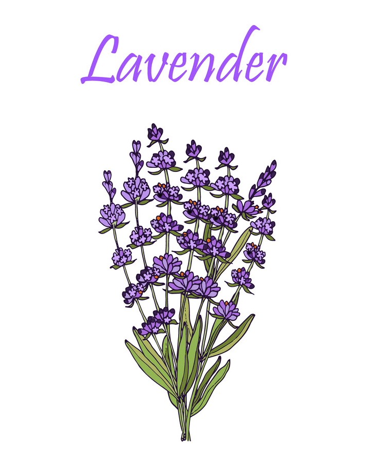 Lavender clipart 5