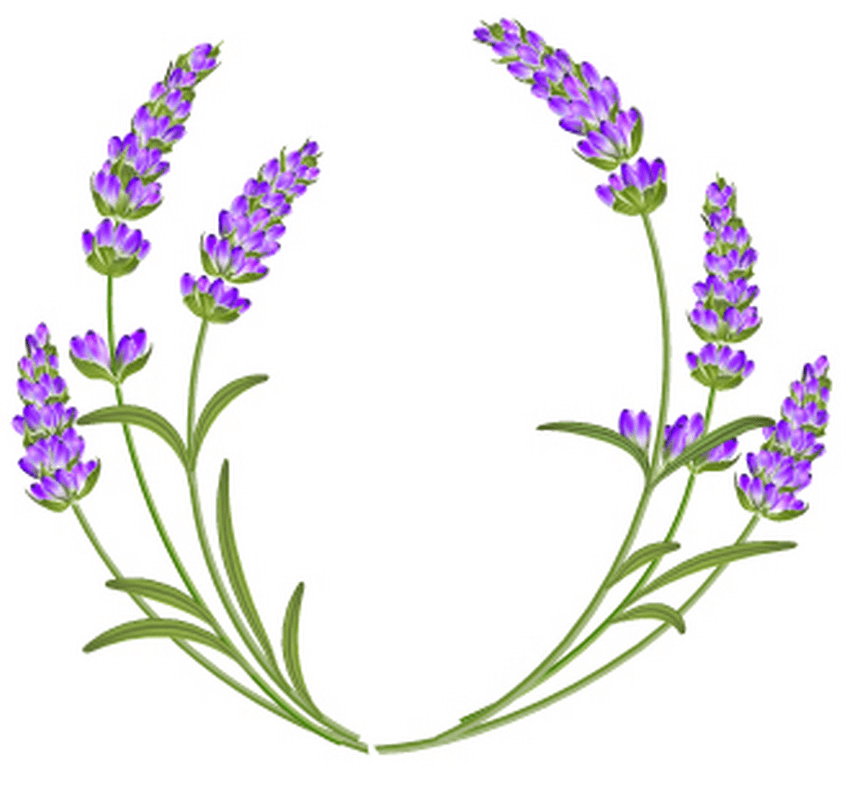 Lavender clipart free