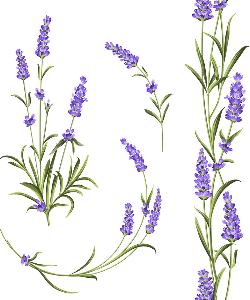 Lavender clipart image