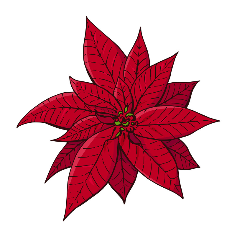 Red Poinsettia clipart