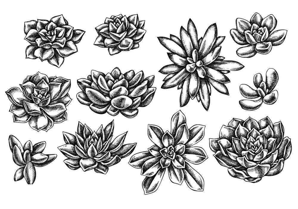 Succulent Clipart Black and White 1
