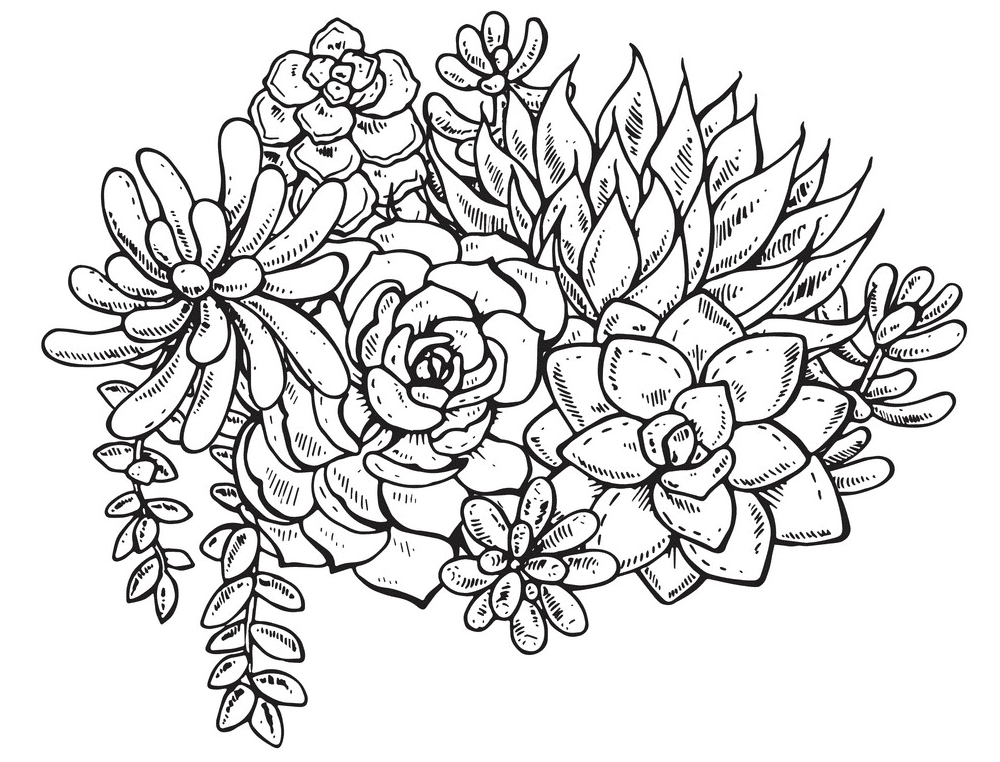 Succulent Clipart Black and White 2