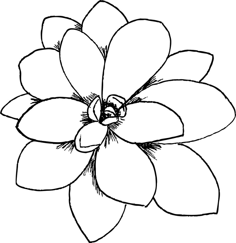 Succulent Clipart Black and White 5
