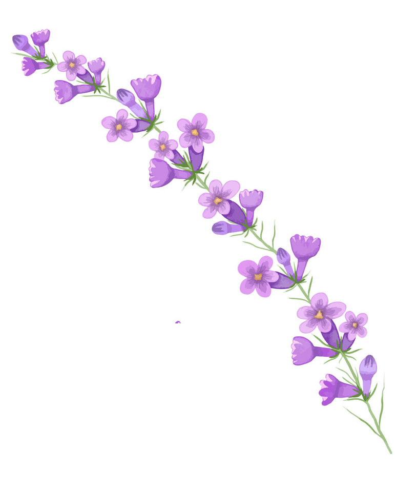 Watercolor Branch Lavender clipart