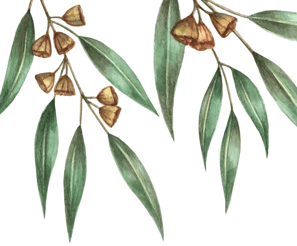 Watercolor Eucalyptus Leaves clipart