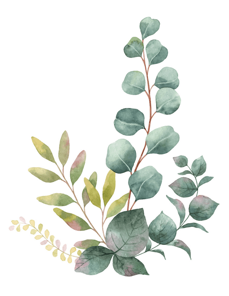 Watercolor Eucalyptus clipart 2