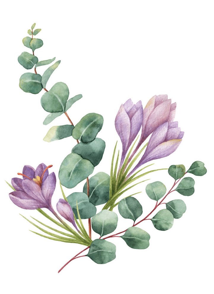 Watercolor Eucalyptus clipart 3
