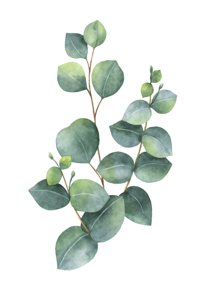 Watercolor Eucalyptus clipart png