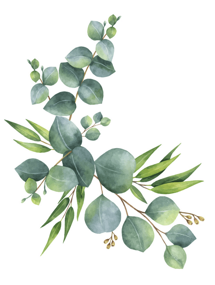 Watercolor Eucalyptus clipart