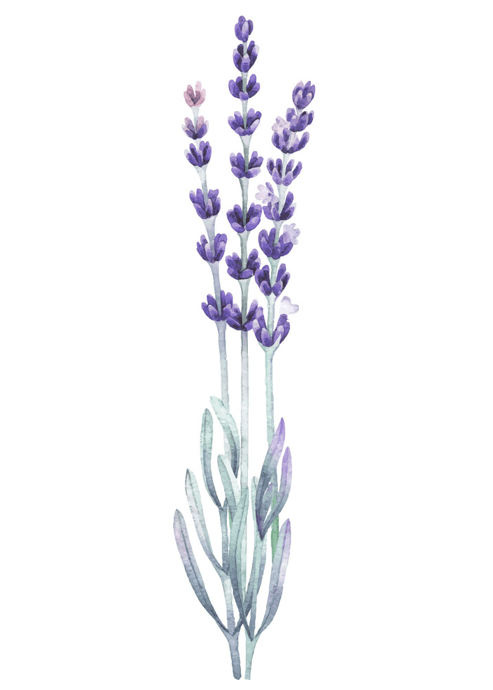 Watercolor Lavender clipart