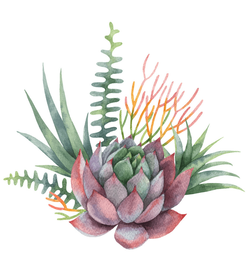 Watercolor Succulent clipart 1