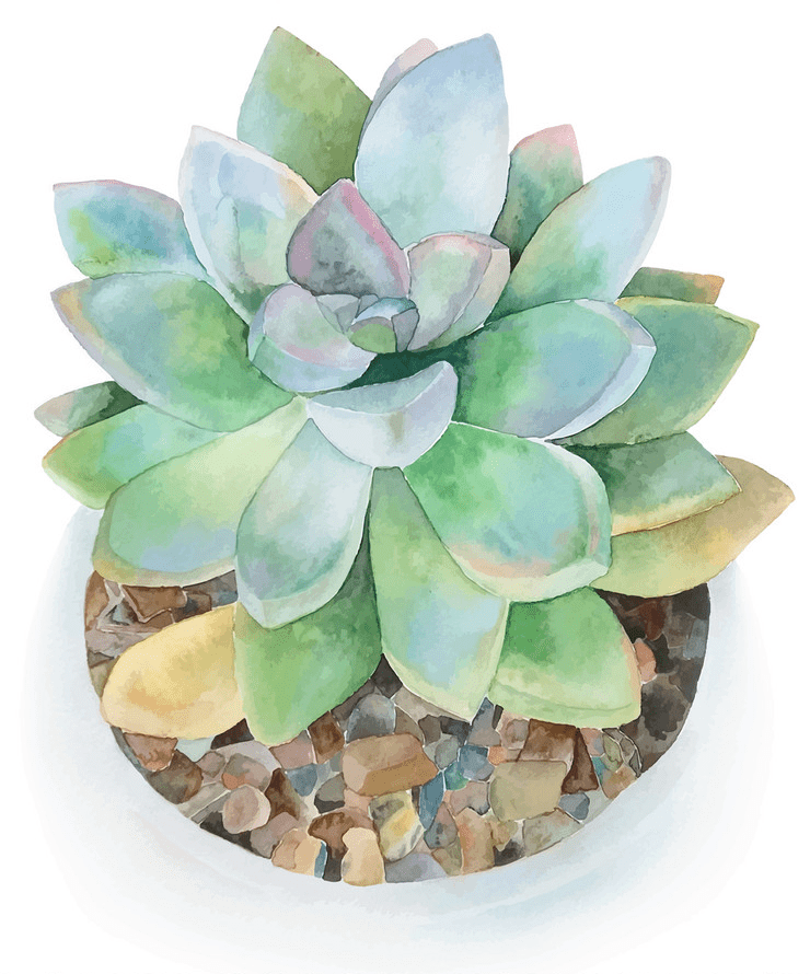 Watercolor Succulent clipart 3