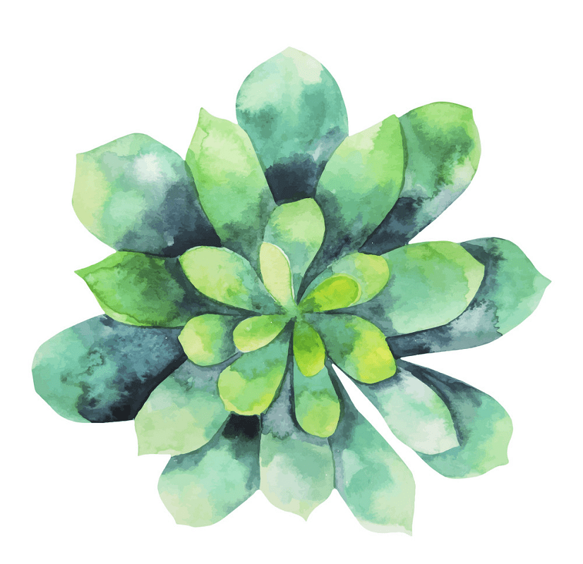 Watercolor Succulent clipart free
