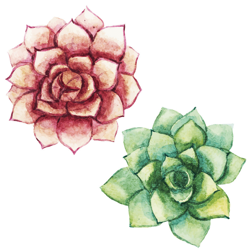 Watercolor Succulent clipart png