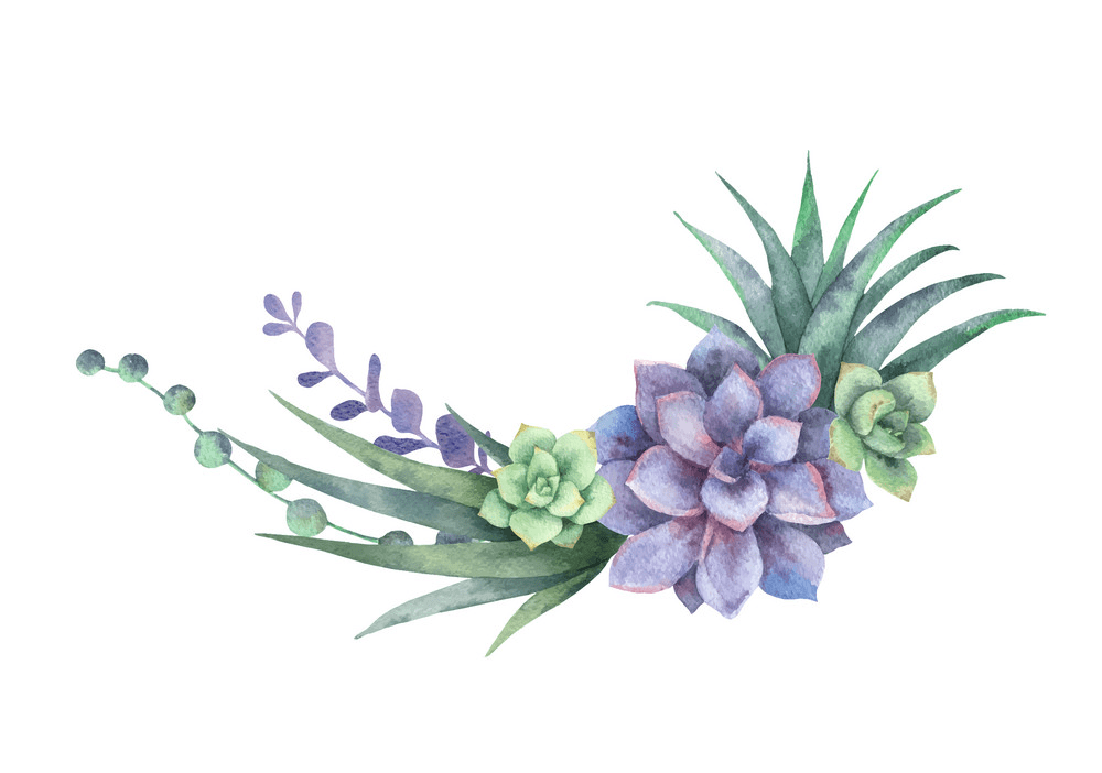 Watercolor Succulent clipart