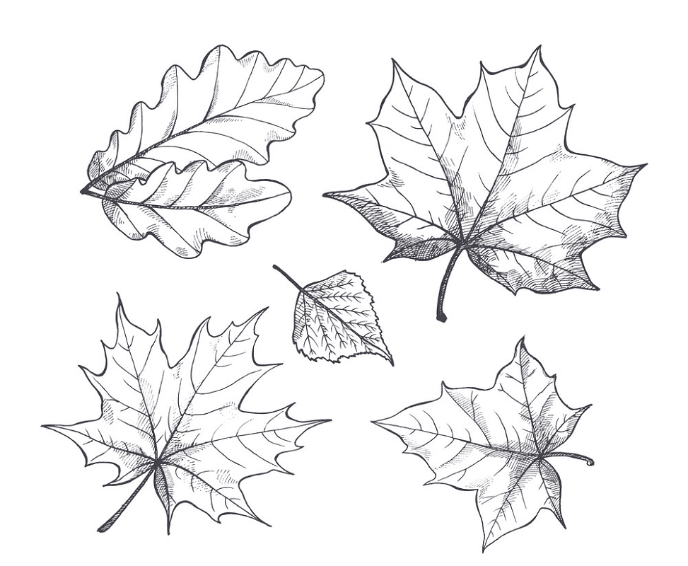 Fall Leaves Clipart Black and White 1
