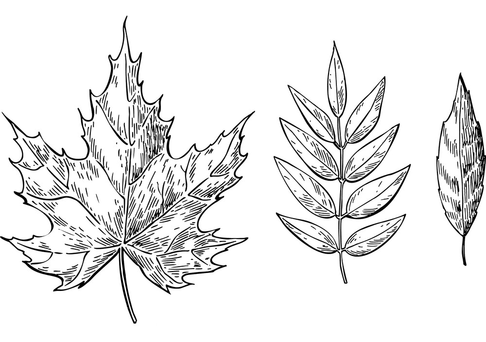 Fall Leaves Clipart Black and White 2