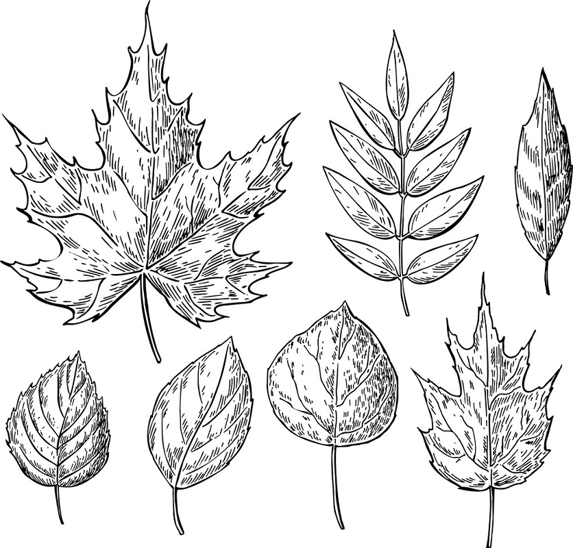 Fall Leaves Clipart Black and White 3