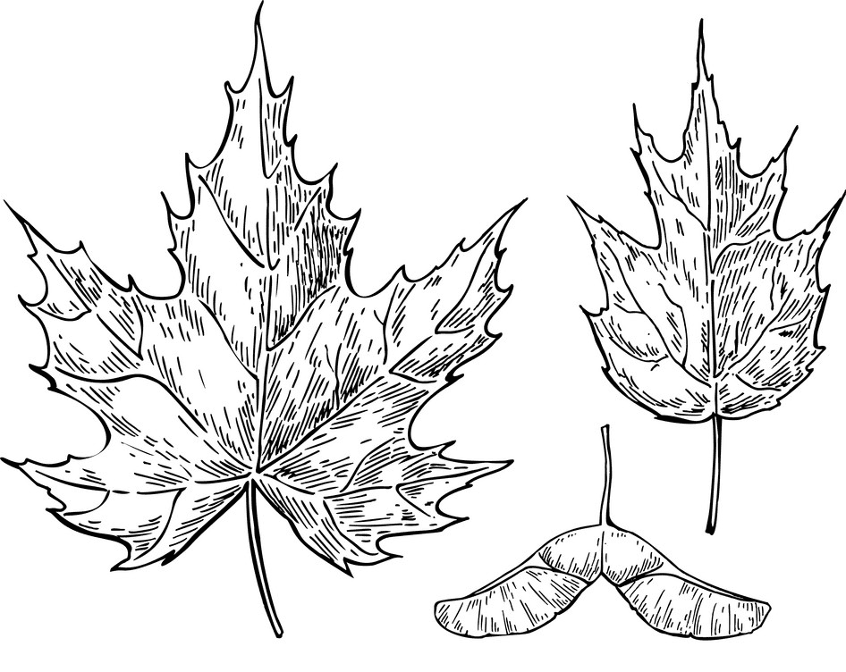 Fall Leaves Clipart Black and White 4