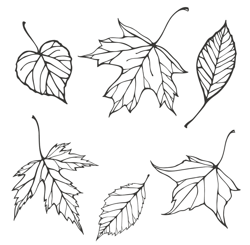 Fall Leaves Clipart Black and White 5