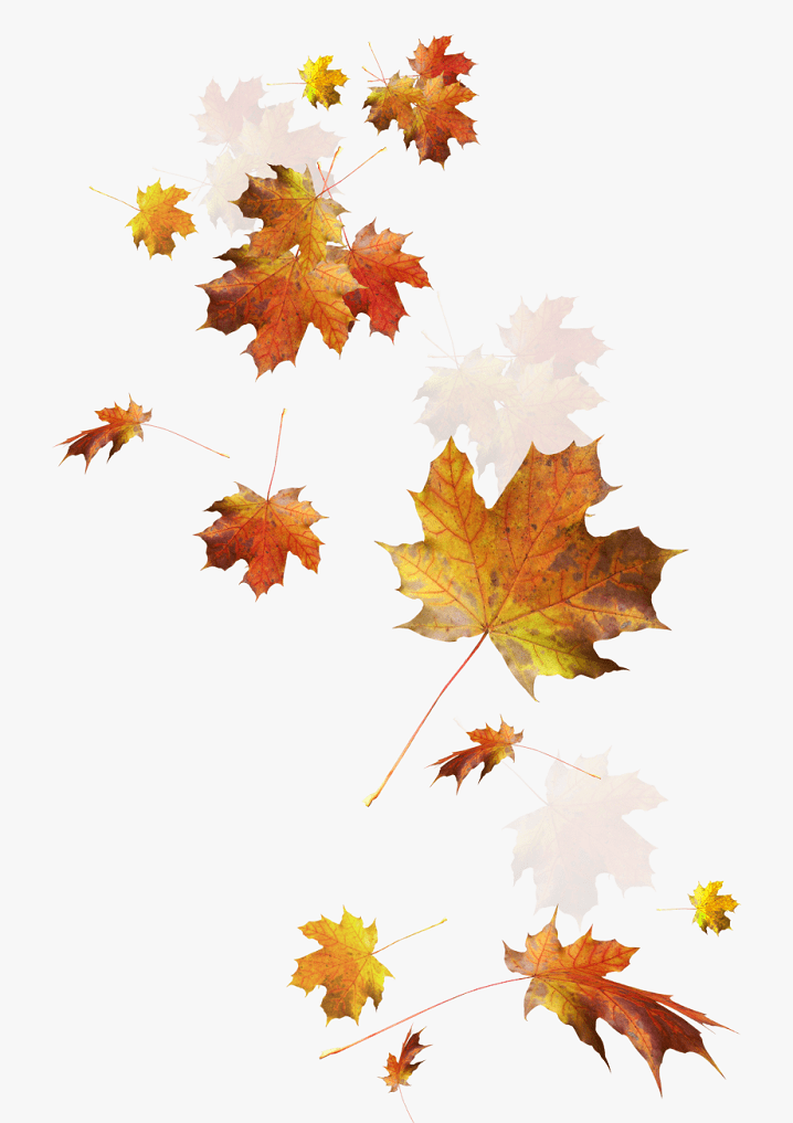 Fall Leaves clipart 1