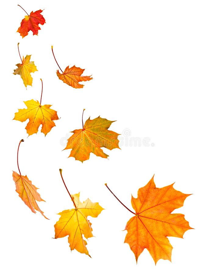 Fall Leaves clipart png 6