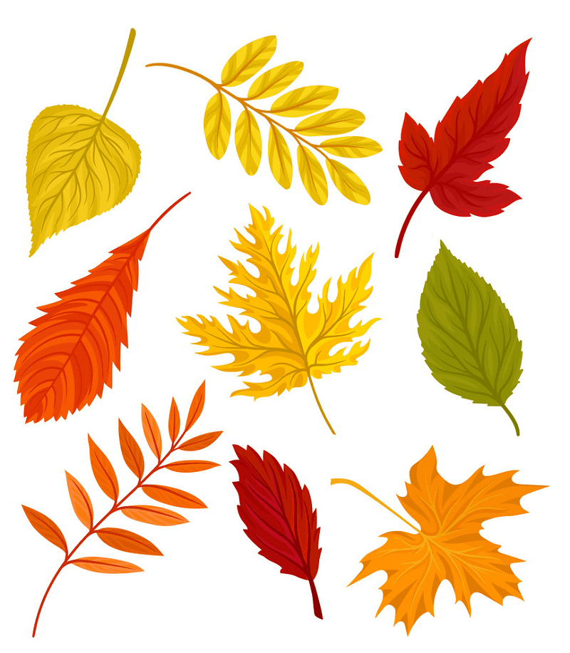 Fall Leaves clipart png free