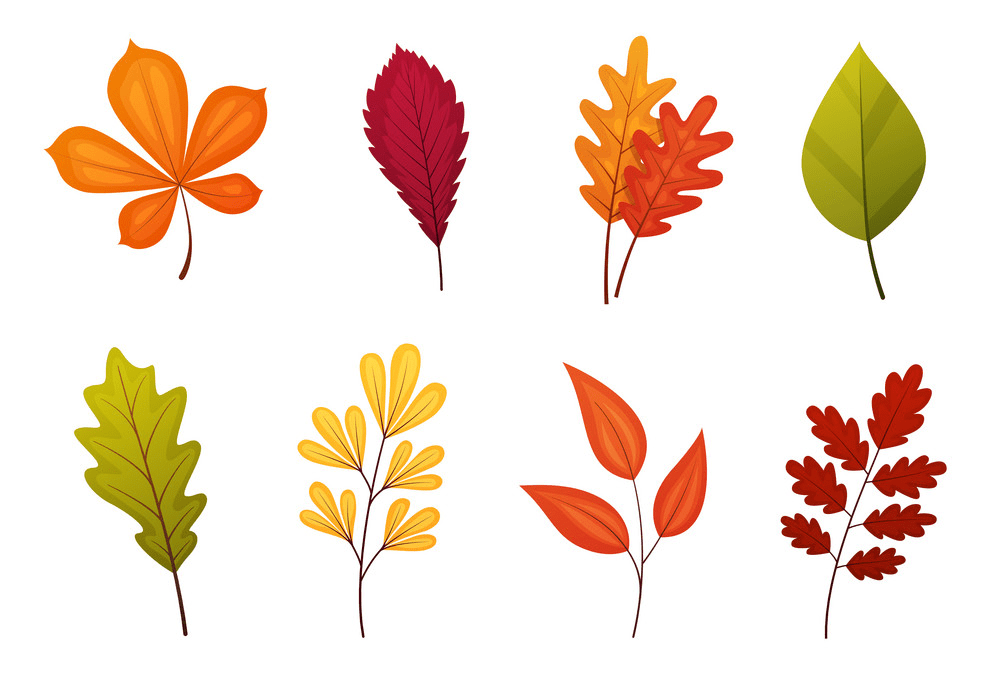 Fall Leaves clipart png picture