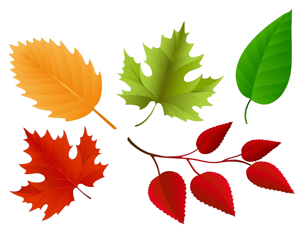 Fall Leaves clipart transparent background 1