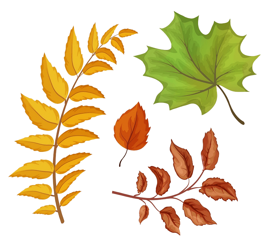 Fall Leaves clipart transparent background