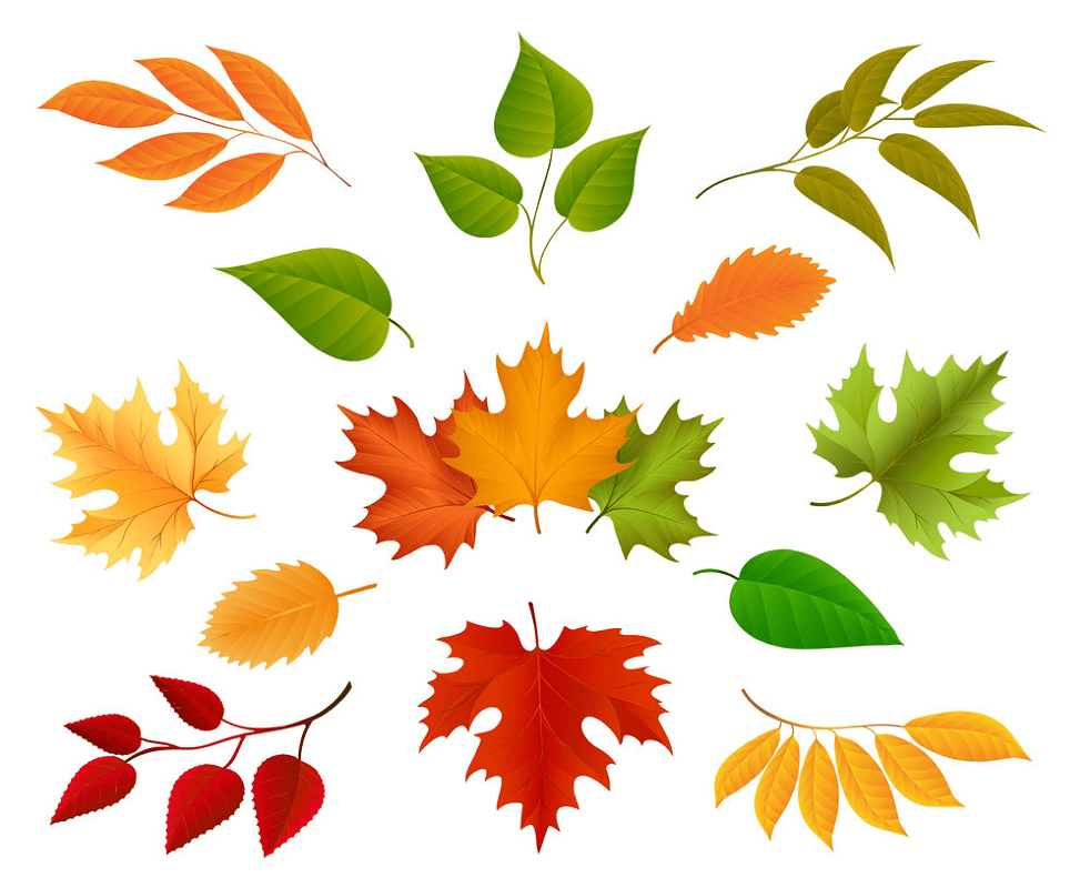 Free Fall Leaves clipart png