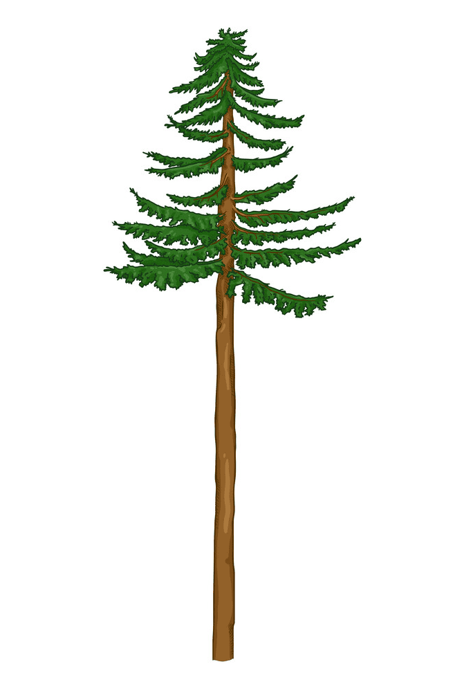 Pine Tree clipart 2